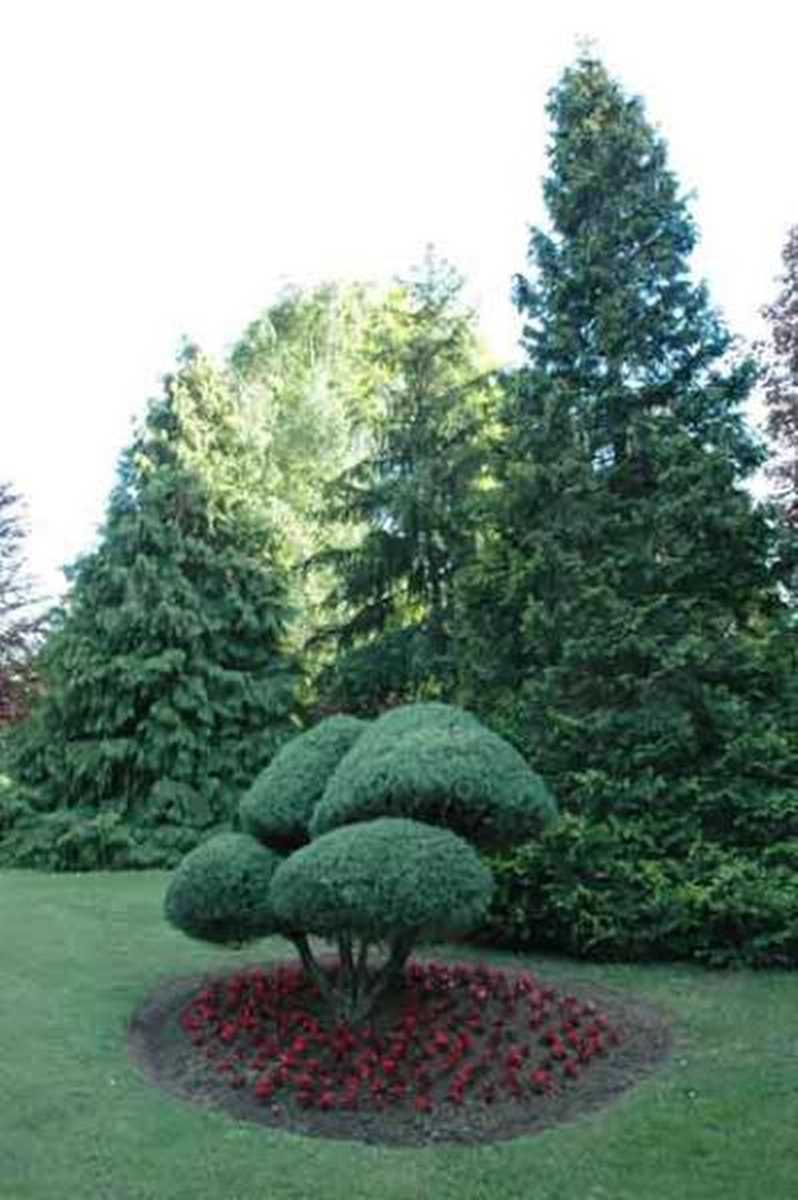 Karaca Arboretum Canli Agac Muzes