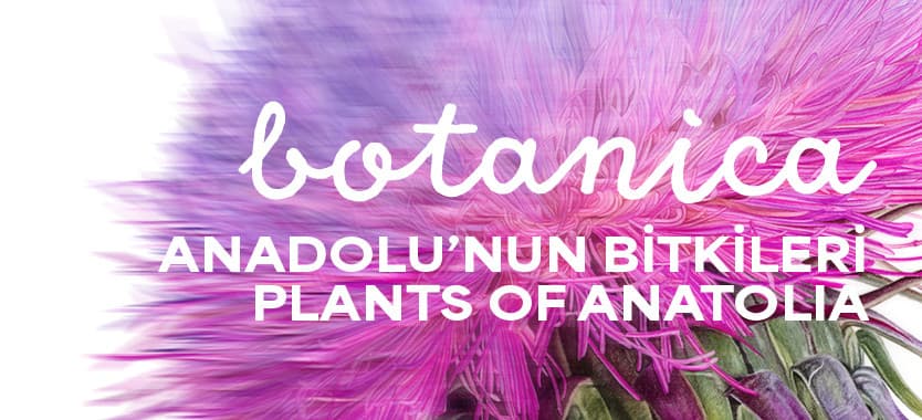 Botanıca: Anadolu’nun Bitkileri