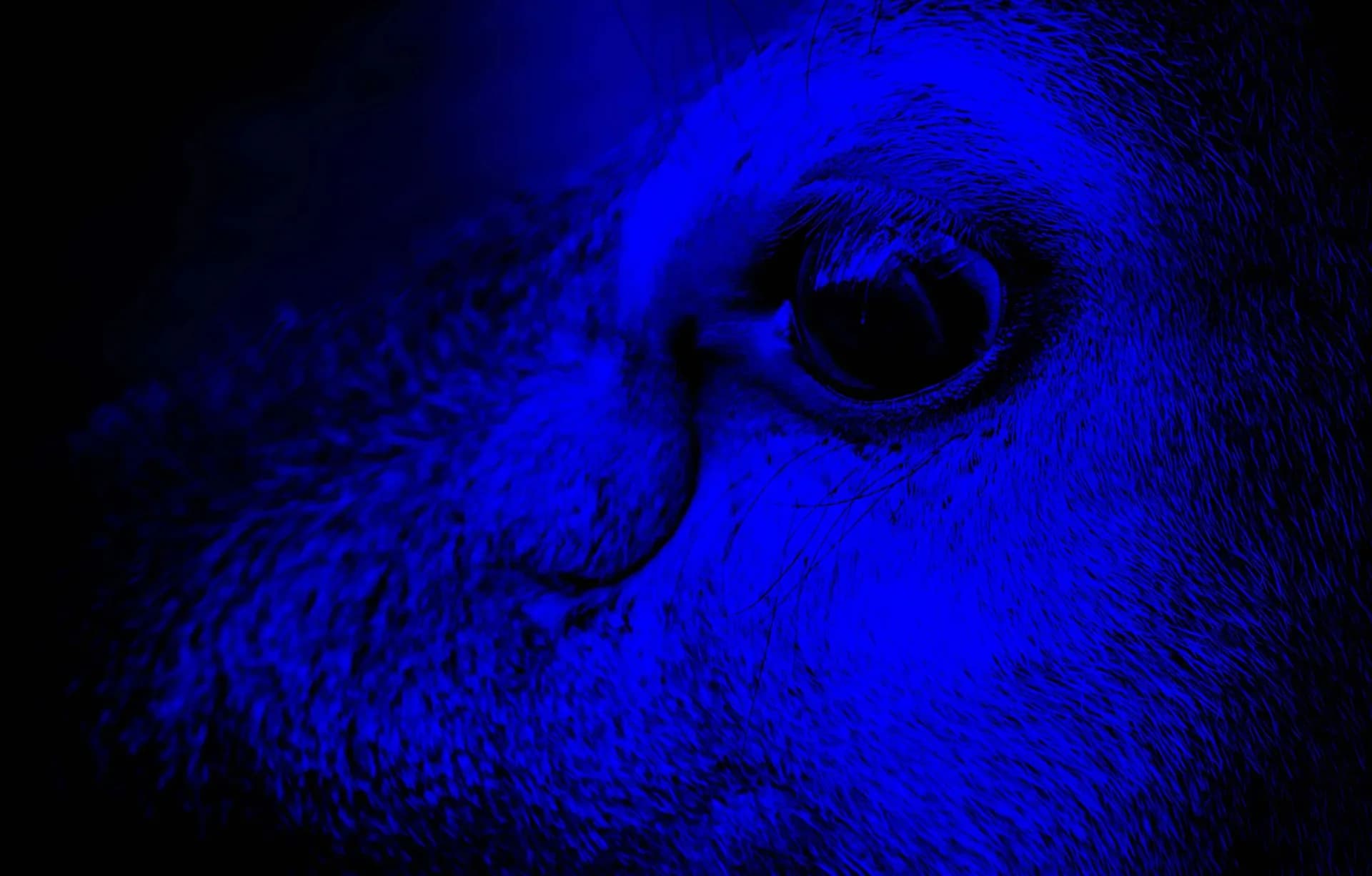 Koridorda Bir Köpek Var